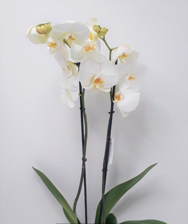 Orchid flower / ورد اوركيد